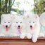 Samoyed , ซามอยด์ , ขายซามอยด์ , ขายSamoyed , ขายลูกสุนัขซามอยด์ ,ขายลูกสุนัขSamoyed