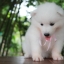 ซามอยด์ , samoyed , female