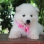 ซามอยด์ , samoyed , female