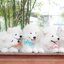 Samoyed , ซามอยด์ , ขายซามอยด์ , ขายSamoyed , ขายลูกสุนัขซามอยด์ ,ขายลูกสุนัขSamoyed