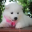 ซามอยด์ , samoyed , female