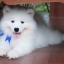 เพศผู้ อัปเดท น้อง ซามอยด์ (Samoyed) อายุ 75