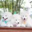 Samoyed , ซามอยด์ , ขายซามอยด์ , ขายSamoyed , ขายลูกสุนัขซามอยด์ ,ขายลูกสุนัขSamoyed