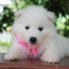ซามอยด์ , samoyed , female