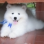 เพศผู้ อัปเดท น้อง ซามอยด์ (Samoyed) อายุ 75