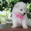 ซามอยด์ , samoyed , female