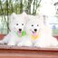 Samoyed , ซามอยด์ , ขายซามอยด์ , ขายSamoyed , ขายลูกสุนัขซามอยด์ ,ขายลูกสุนัขSamoyed