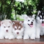 ไซบีเรียนขนฟู ราคาน่ารัก